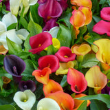 Calla Lily - Majestic Red