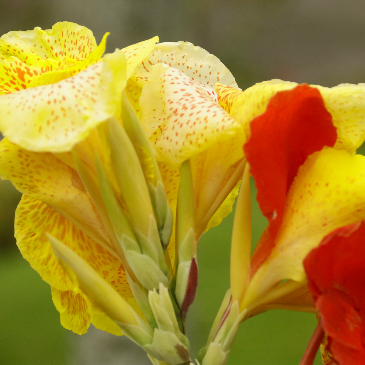 canna cleopatra plant Canna