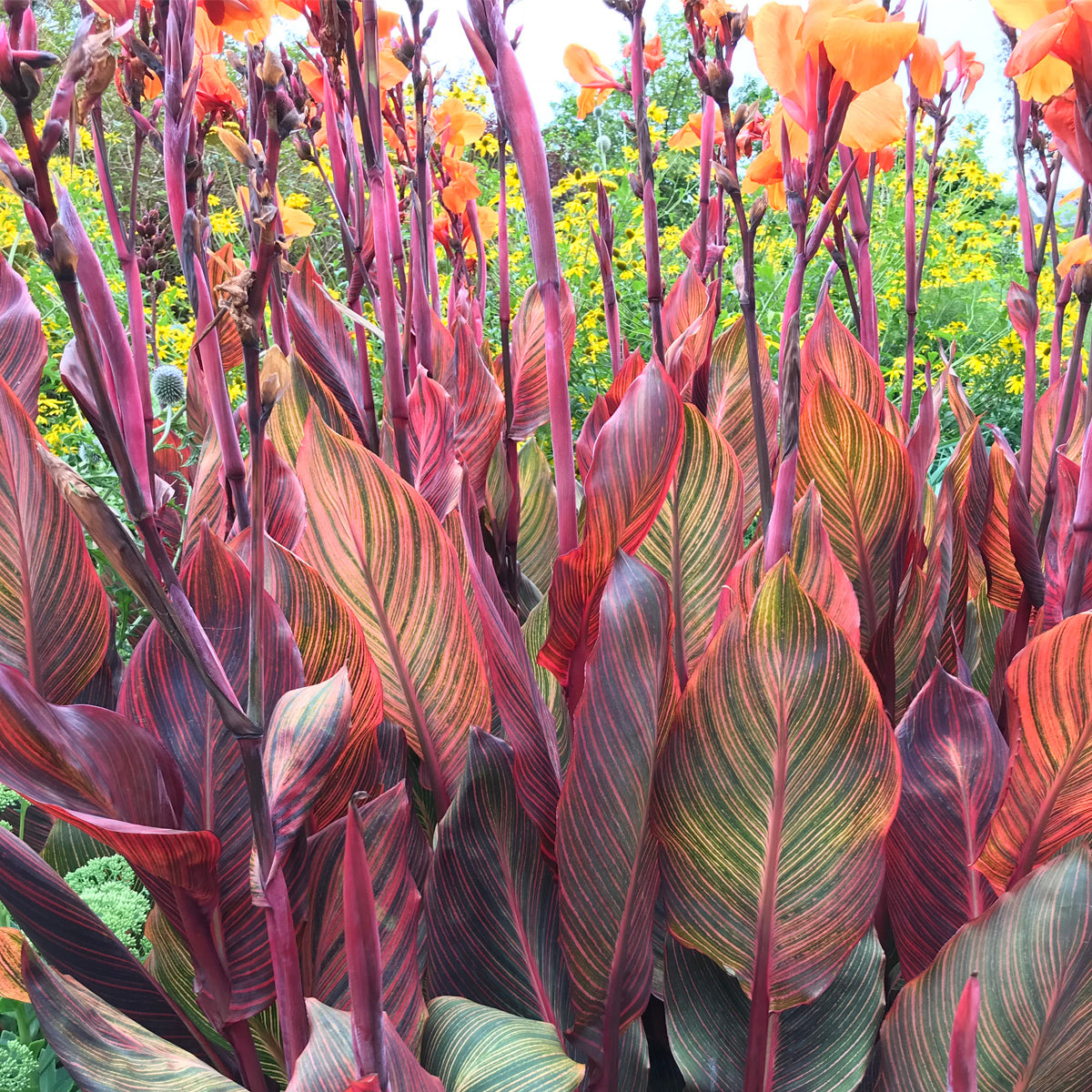 Canna - Phaison – Plantcetera