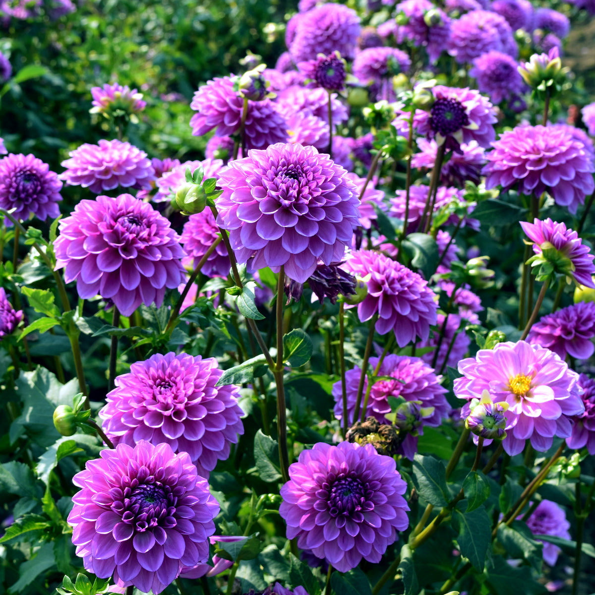 Dahlia Blue Boy Plantcetera