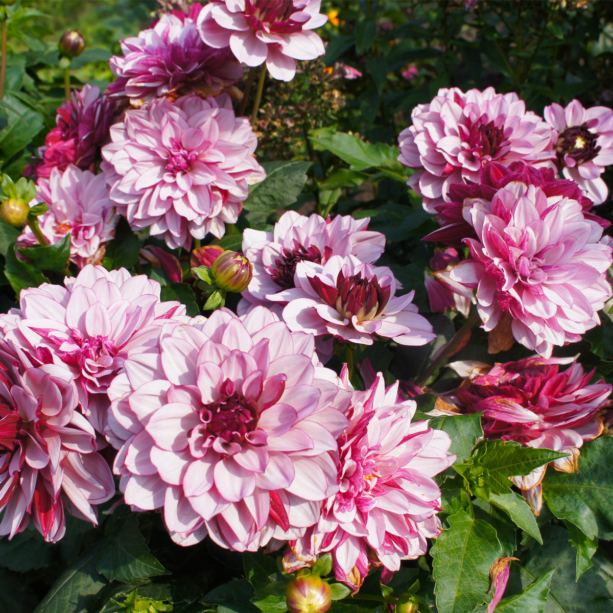Dahlia