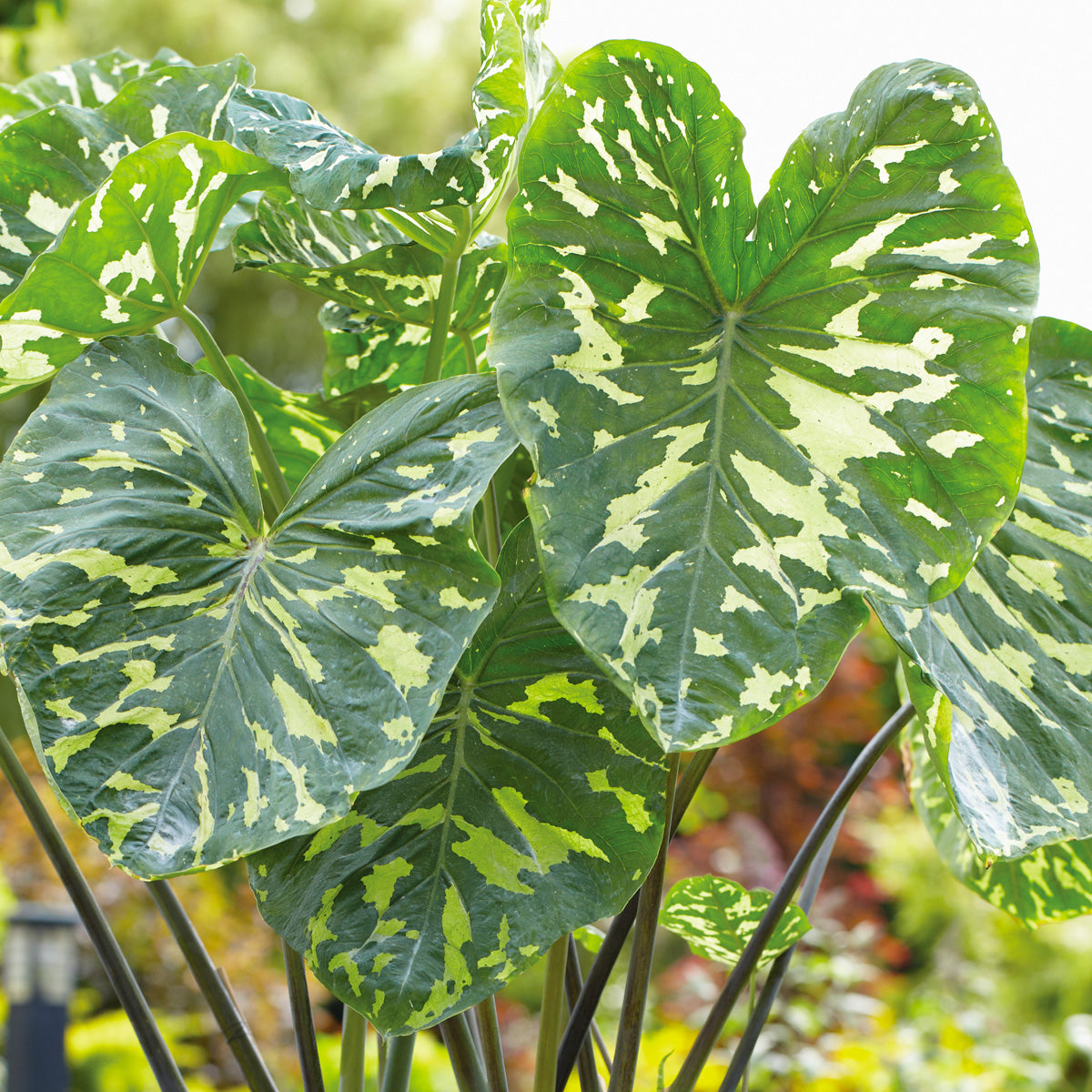 hilo beauty elephant ear plant Elephant Ear