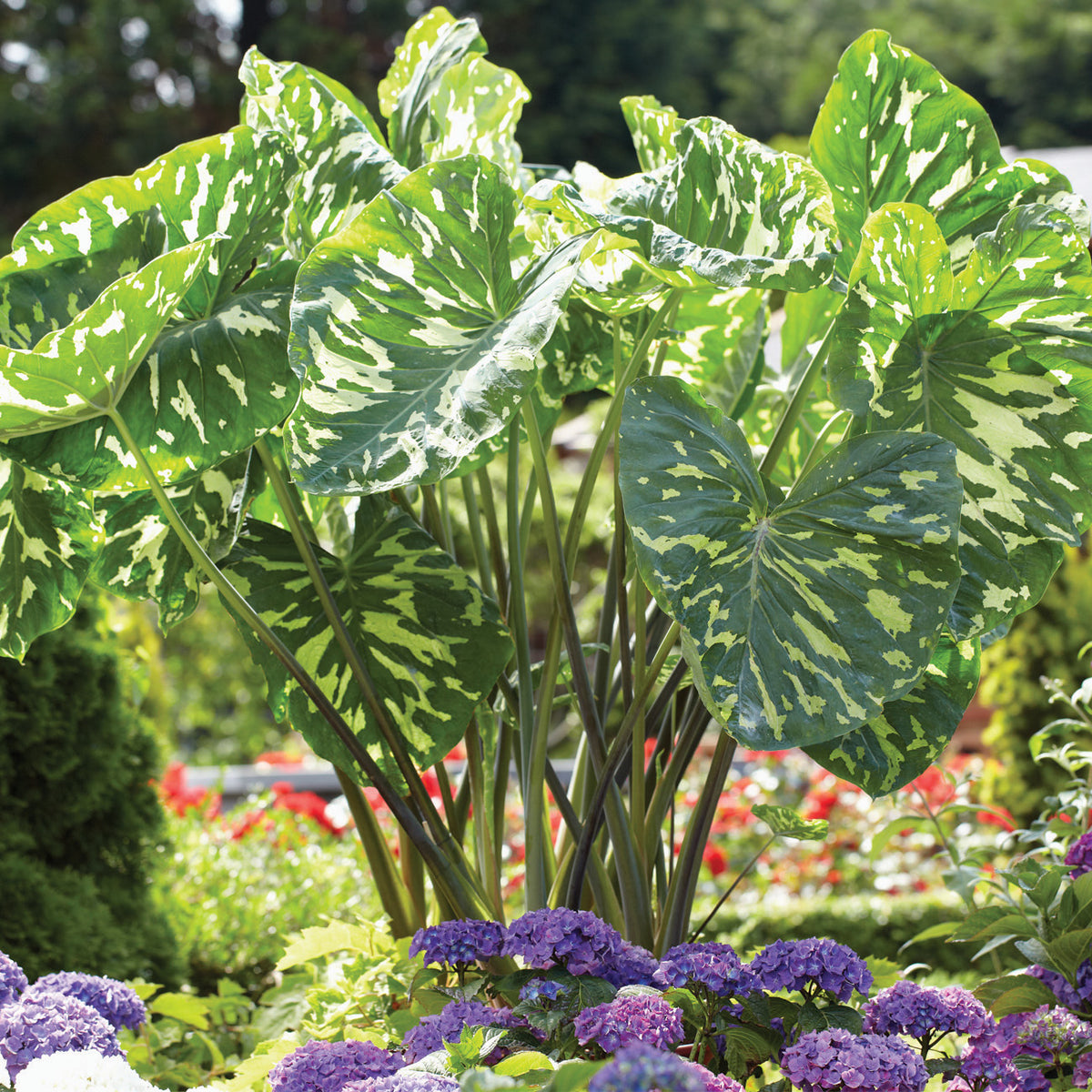 white elephant ears plant Elephant Ear
