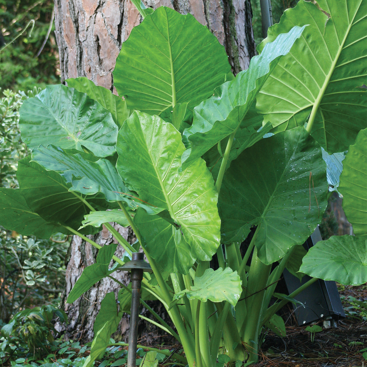 elephant ear plant standing straight up Elephant Ear