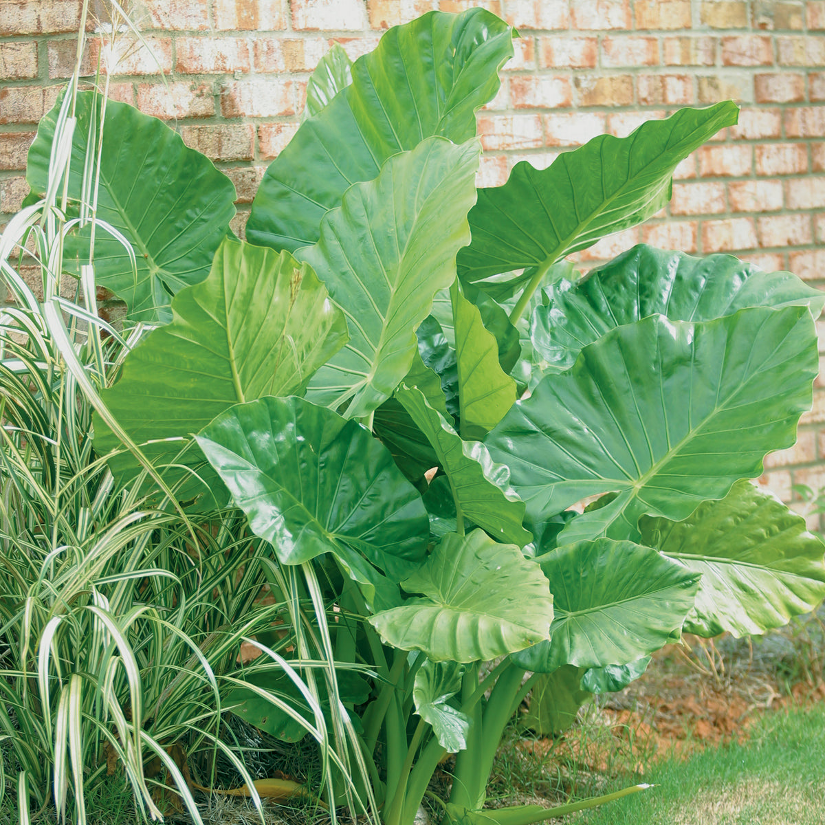 Elephant Ear - Jumbo Upright  Plantcetera