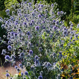 Eryngium - Blue Sea Holly - Water Wise Pollinator