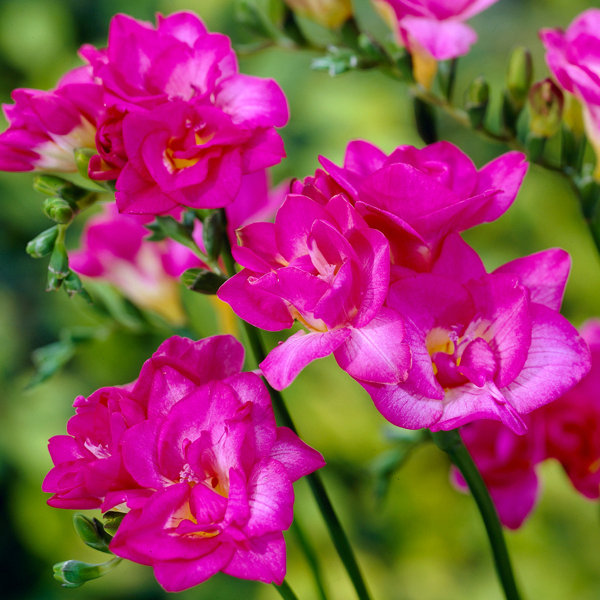 Freesia - Double Blooming Pink – Plantcetera