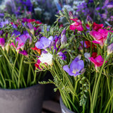 Freesia & Ranunculus - Grand Blend