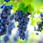 Grape - Seedless Concord Blue - GMO Free