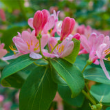 Honeysuckle - Pink