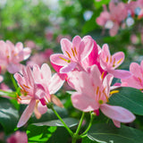 Honeysuckle - Pink