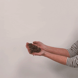 Freesia & Ranunculus - Grand Blend