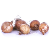 Daffodil - Perennial Deer Resistant Blend - Award Winning