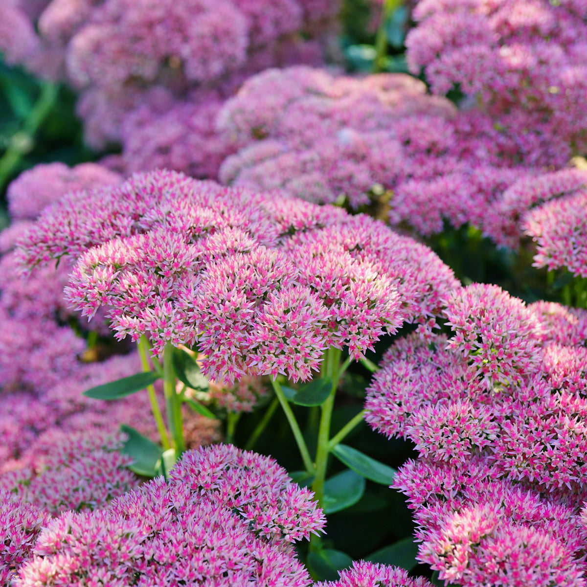 pink sedum succulent Sedum - Brilliant