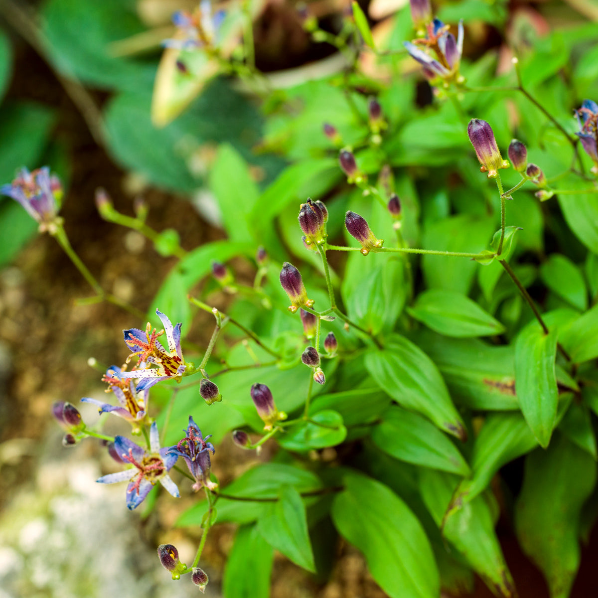 Tricyrtis - Specimen Japanese Woodland Lily – Plantcetera