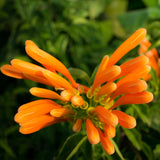 Trumpet Vine - Orange - Flowering Vine