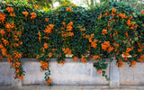 Trumpet Vine - Orange - Flowering Vine