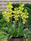 Tuberose - Polianthes - Single  Blooming Yellow