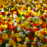 Tulip - Triumph Mix