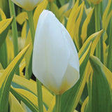 Tulip - Purissima Blonde