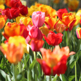 Tulip - Triumph Mix