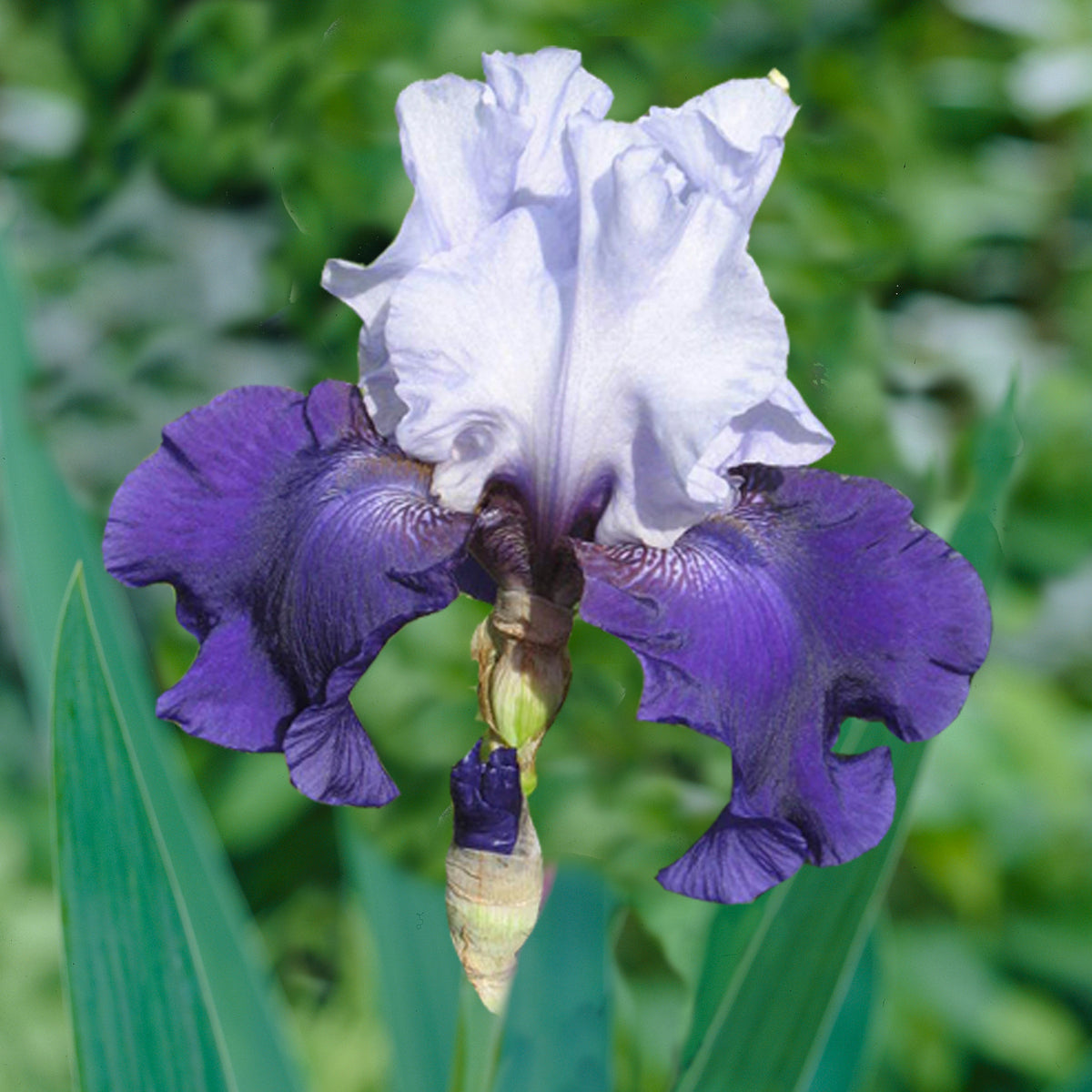 Bearded Iris - Best Bet – Plantcetera