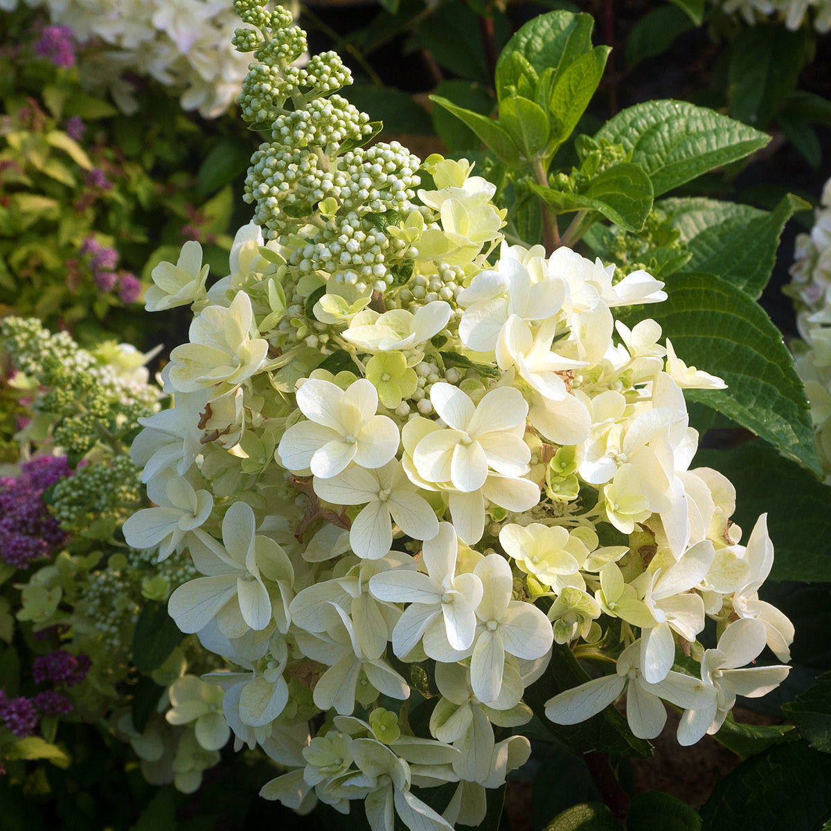 Bloomin' Easy® Hydrangea Candelabra® 4" Potted Rocketliners® Plantcetera