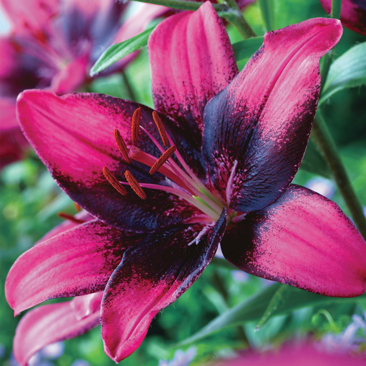 purple lily type flower Lily