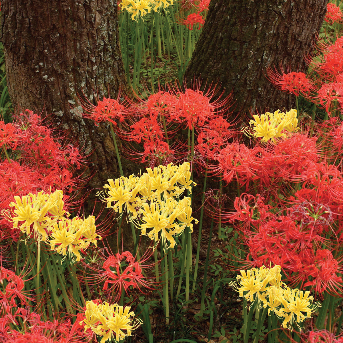 Lycoris - Aurea – Plantcetera