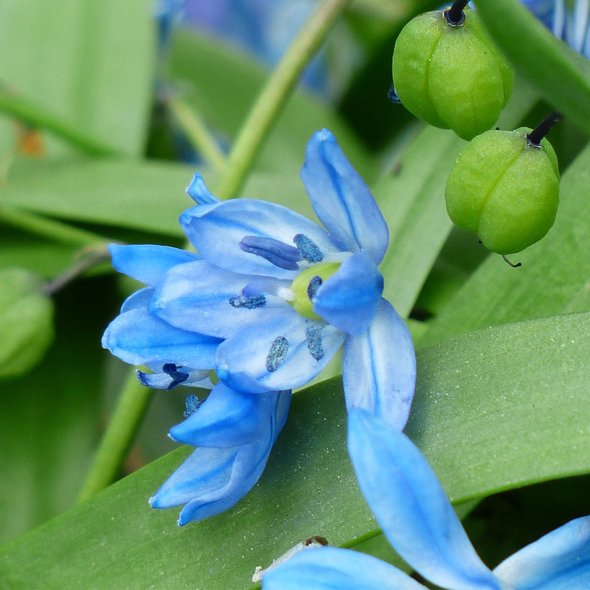 Scilla Wood Hyacinths Hispanica Blue Plantcetera