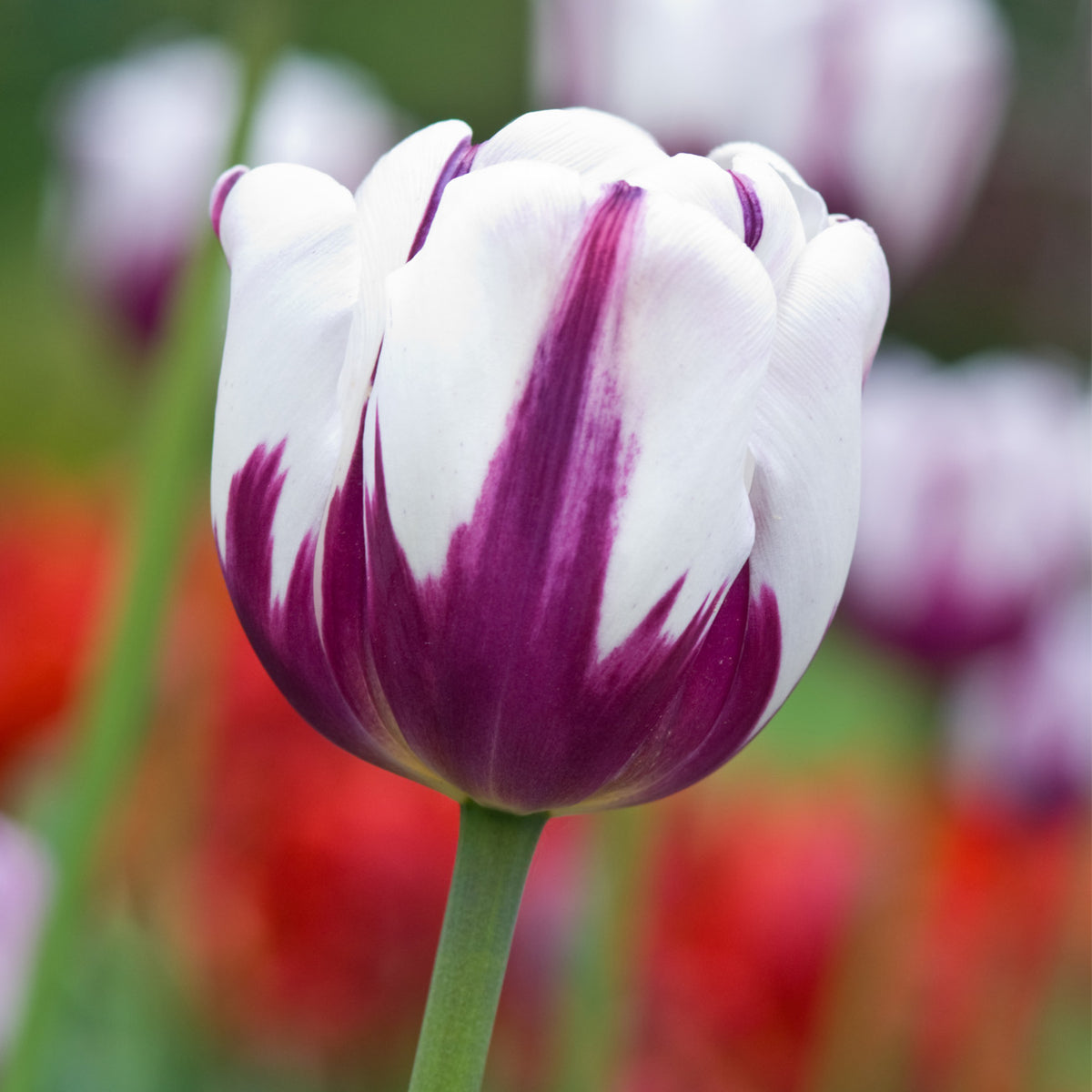 Tulip Rem's Favorite Blend Plantcetera