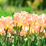Tulip - Apricot Beauty