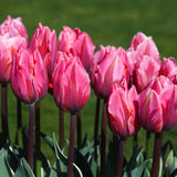 Tulip - Pretty Princess
