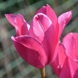 Tulip - Lip Stick Blend