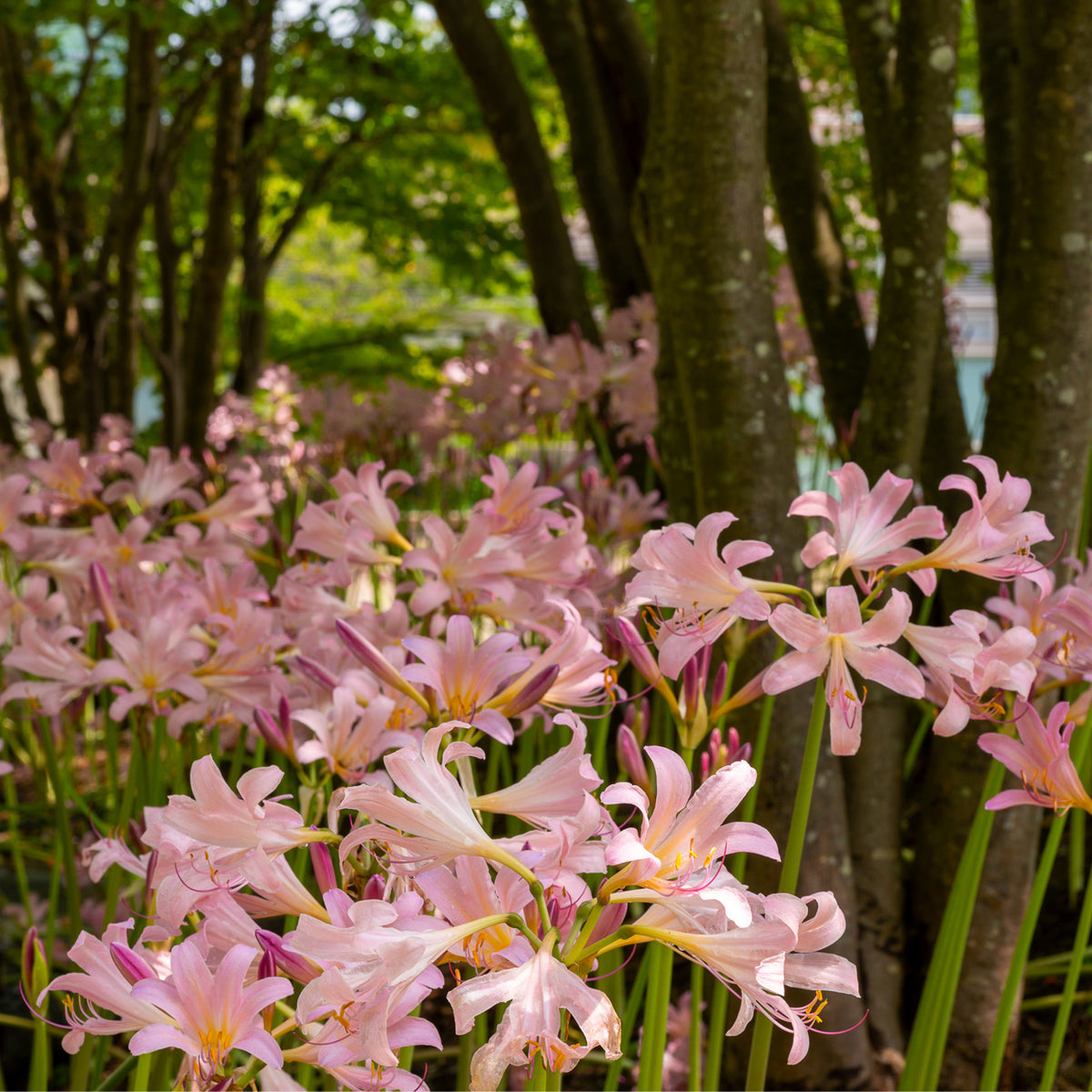 Lycoris squamigera cheap