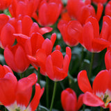 Tulip - Cosmopolitan