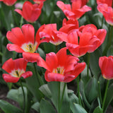 Tulip - Cosmopolitan