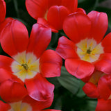 Tulip - Cosmopolitan