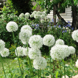 Allium - Mount Everest