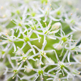 Allium - Mount Everest