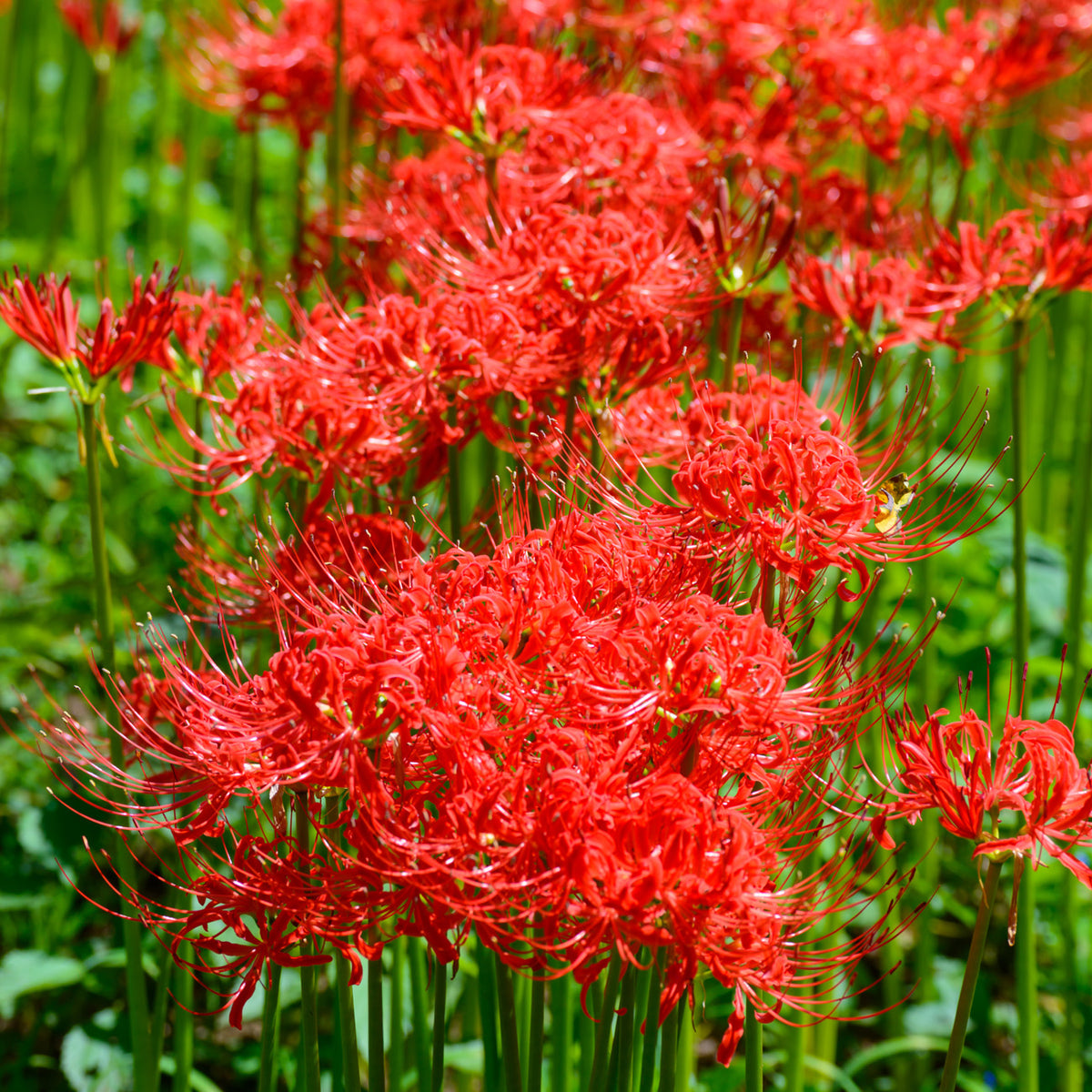 Lycoris.　0825 Lycoris - Radiata – Plantcetera