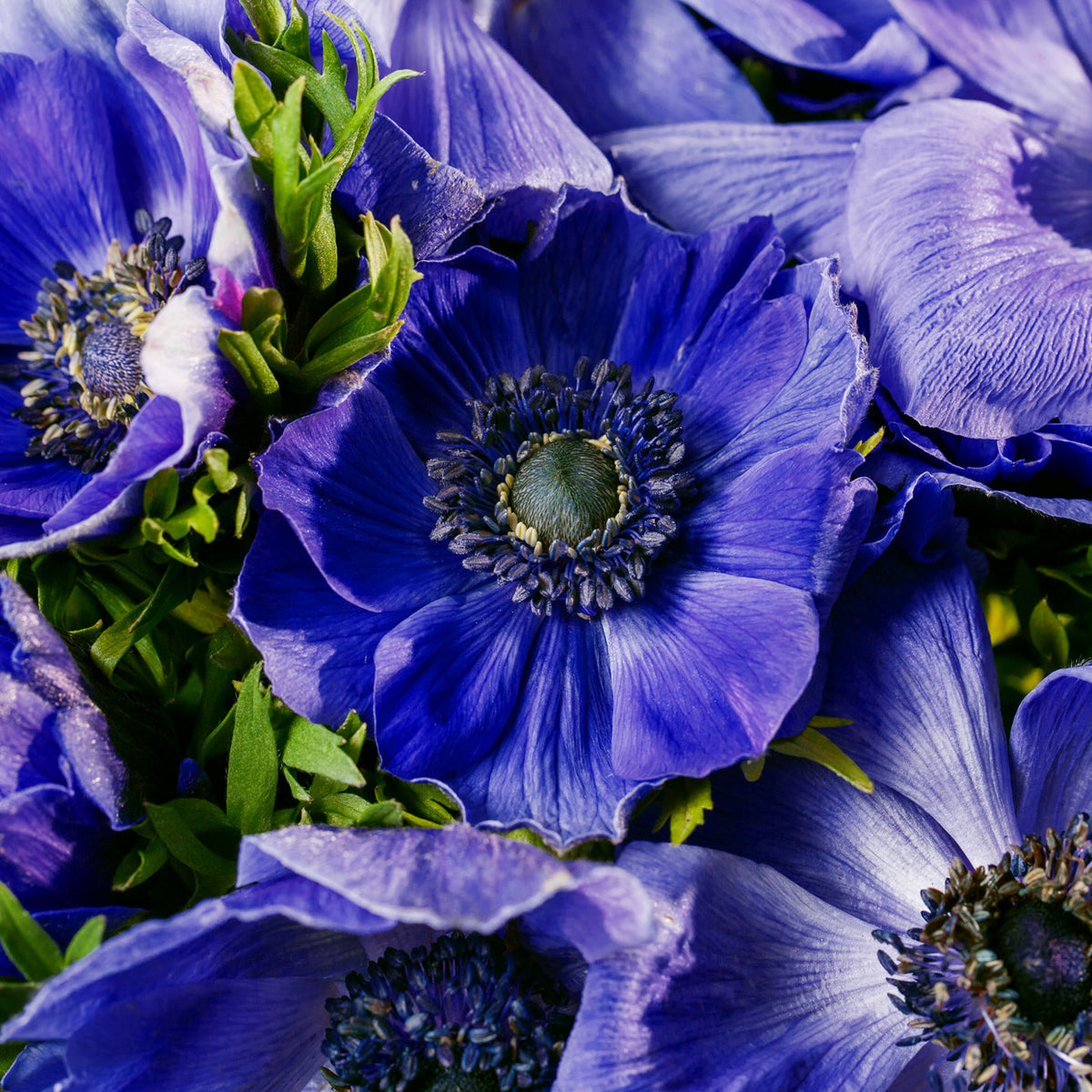 Anemone coronaria - Windflowers - Darkest Blue – Plantcetera