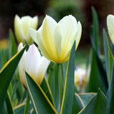 Tulip - Purissima Blonde