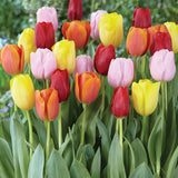 Tulip - Triumph Mix