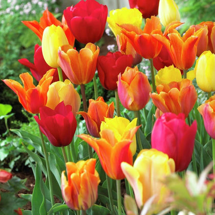 Tulips