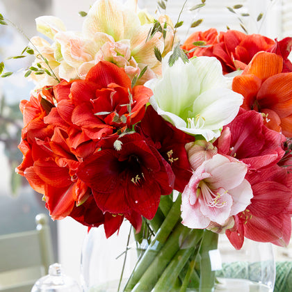 Amaryllis
