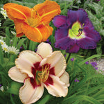 Daylily - Once In a Lifetime Blend