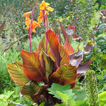 Canna - Tropicanna®