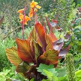 Canna - Tropicanna®