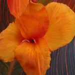 Canna - Tropicanna®